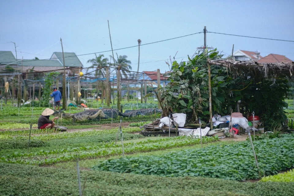 Nhà lưới trồng rau sạch