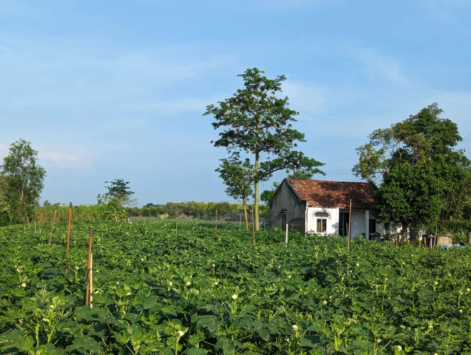 Cây ăn trái đang ra hoa
